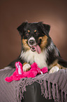 Australian Shepherd with toy