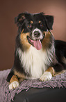 lying Australian Shepherd