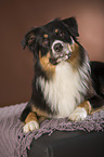 lying Australian Shepherd