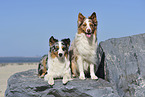 2 Australian Shepherds