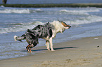 shaking Australian Shepherd