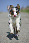 running Australian Shepherd