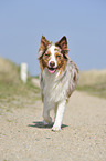 walking Australian Shepherd