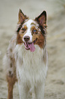 Australian Shepherd Portrait