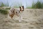 standing Australian Shepherd