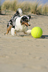 playing Australian Shepherd