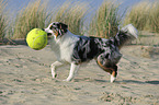 playing Australian Shepherd