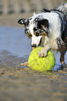 playing Australian Shepherd