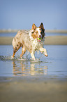 playing Australian Shepherd