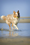 playing Australian Shepherd