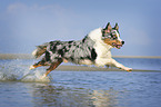 running Australian Shepherd