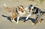 2 Australian Shepherds