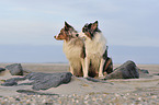 sitting Australian Shepherd