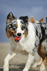 Australian Shepherd with toy