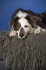 lying Australian Shepherd