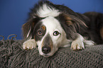 lying Australian Shepherd