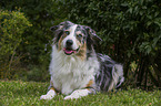 lying Australian Shepherd