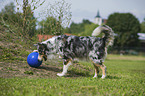 playing Australian Shepherd