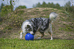 playing Australian Shepherd