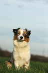 sitting Australian Shepherd