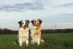 2 Australian Shepherd