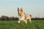 running Australian Shepherd