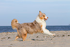 running Australian Shepherd