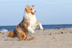 running Australian Shepherd