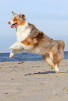 running Australian Shepherd