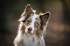 Australian Shepherd Portrait