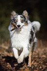 playing Australian Shepherd