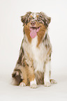 sitting Australian Shepherd