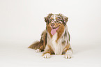 lying Australian Shepherd