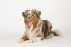 lying Australian Shepherd