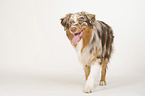 walking Australian Shepherd