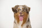 Australian Shepherd Portrait