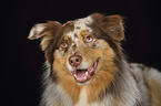 Australian Shepherd Portrait