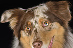 Australian Shepherd eyes