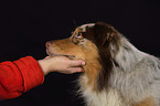 Australian Shepherd Portrait