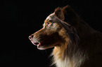 Australian Shepherd Portrait