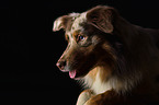 Australian Shepherd Portrait