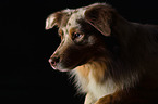 Australian Shepherd Portrait