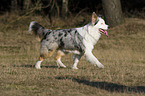 walking Australian Shepherd