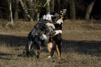 2 Australian Shepherds