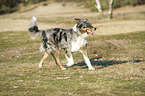 walking Australian Shepherd