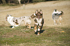 3 Australian Shepherds