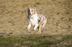 running Australian Shepherd