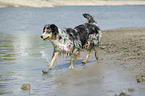 walking Australian Shepherd