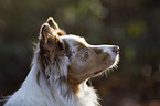 Australian Shepherd Portrait