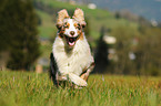 running Australian Shepherd